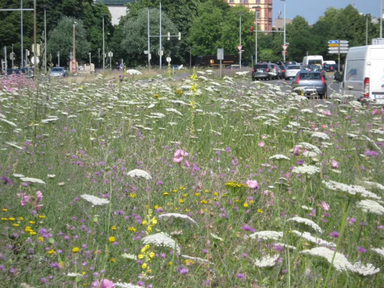 Eine Wiese voller Blühpflanzen.